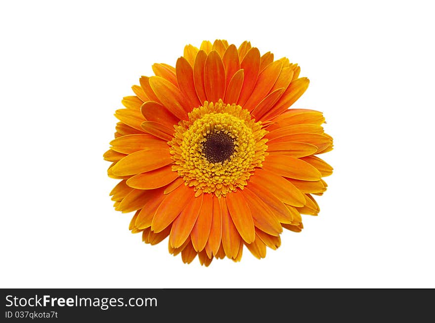 Flower Gerbera