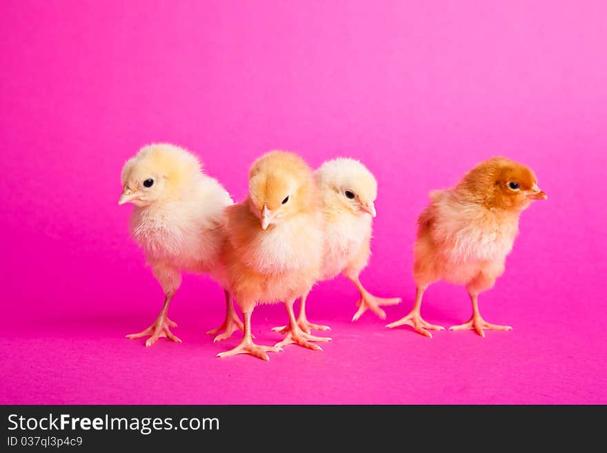 Easter chickens on pink background