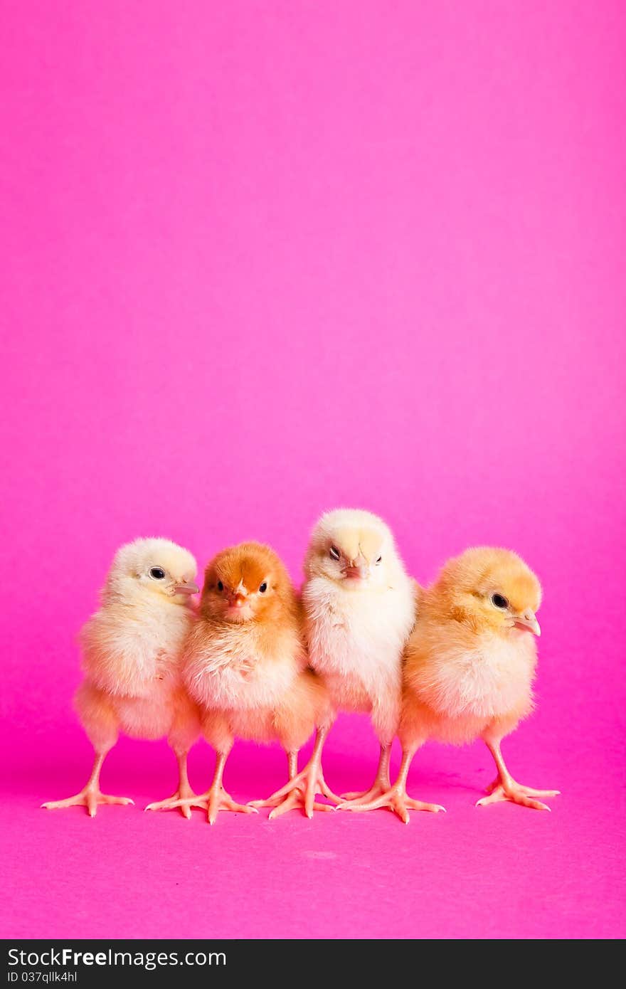 Easter chickens on pink