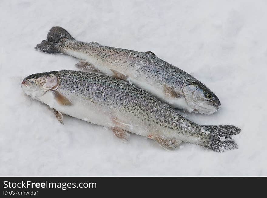 Two trout in snow closeup