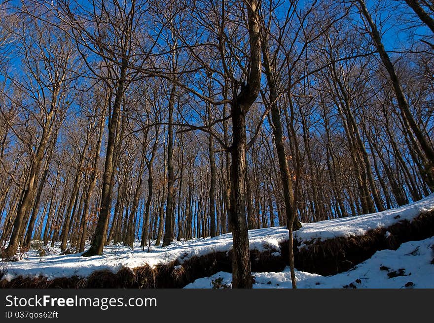 Trees In Winter