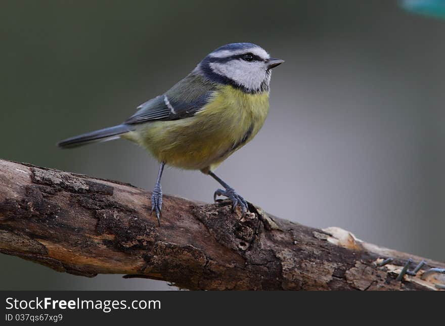 A bluetit on a perch in profile view against an out of focus background. A bluetit on a perch in profile view against an out of focus background.