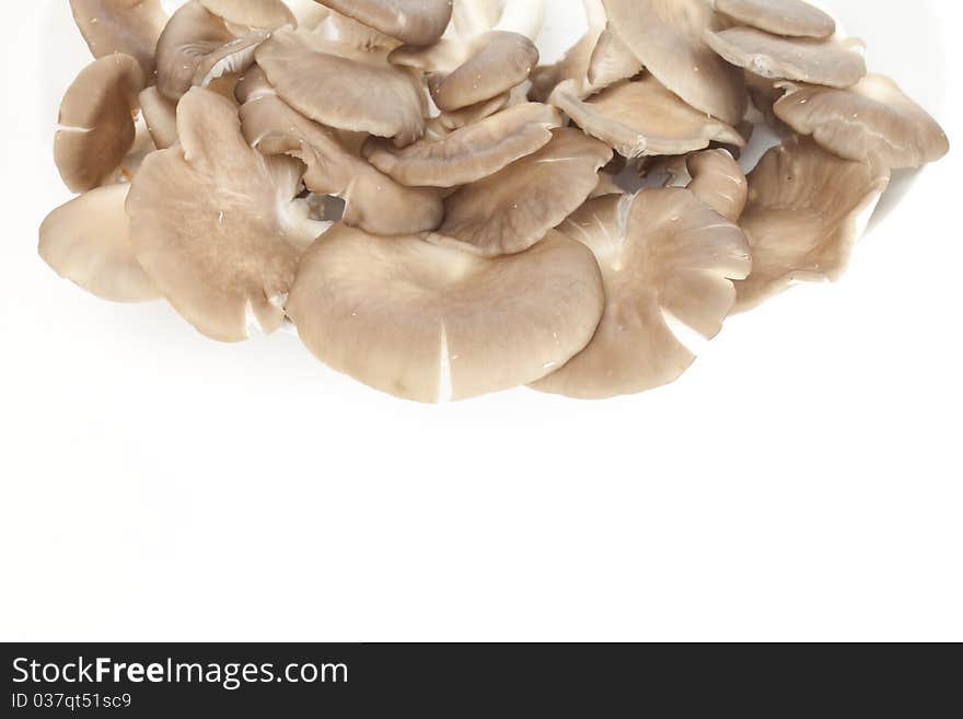 Mushroom on a white background.