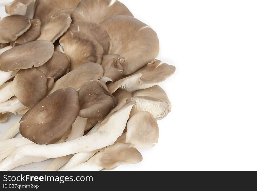 Mushroom on a white background.