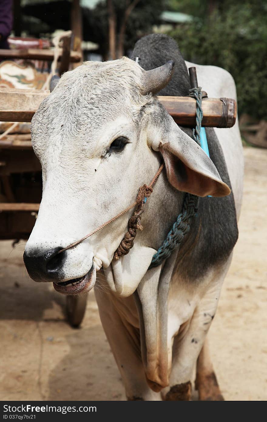 Close up cow