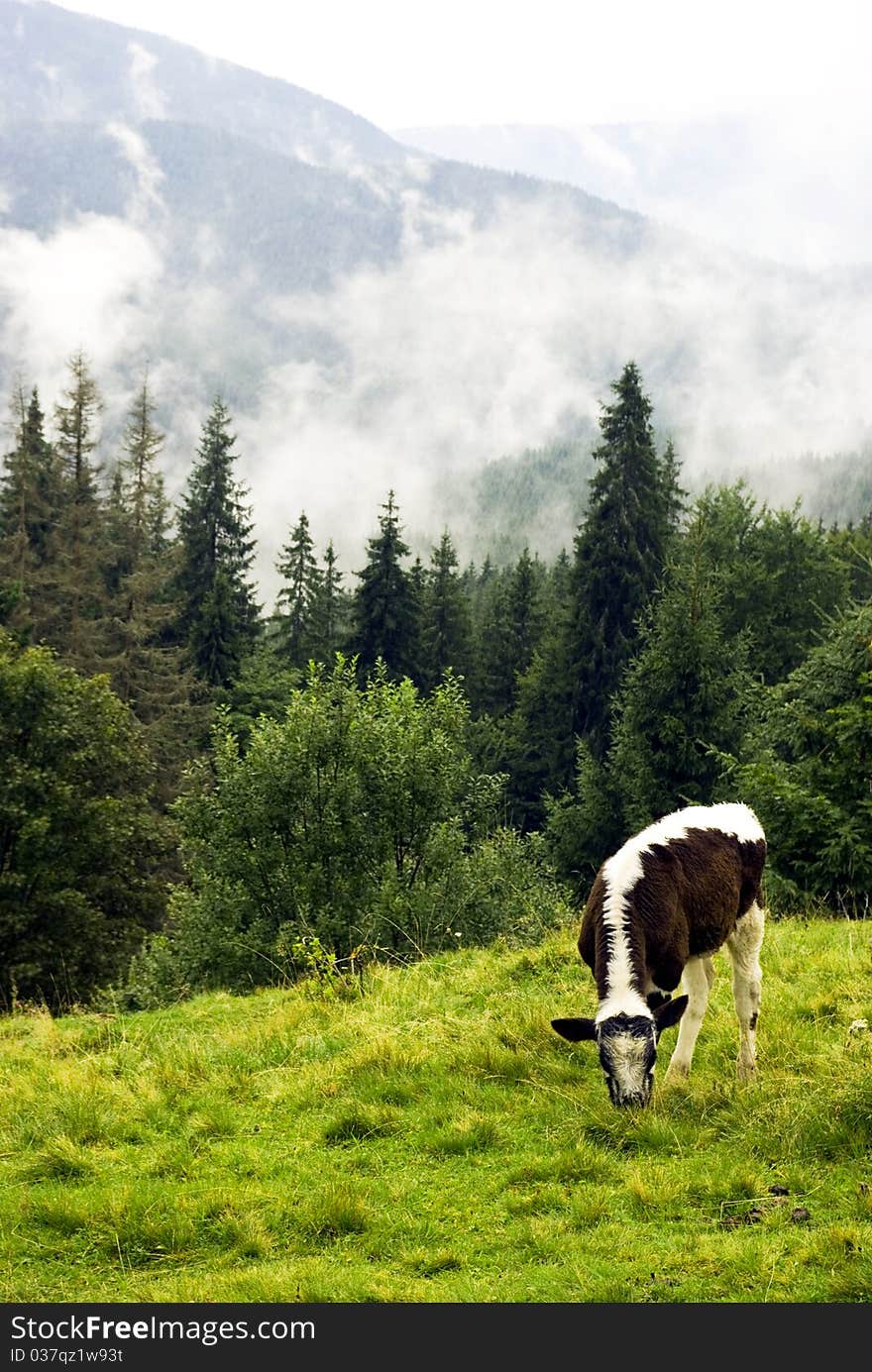 Alpine cow