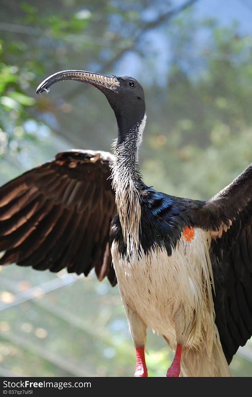 This straw-necked ibis is spreading its wings in a zoo aviary.