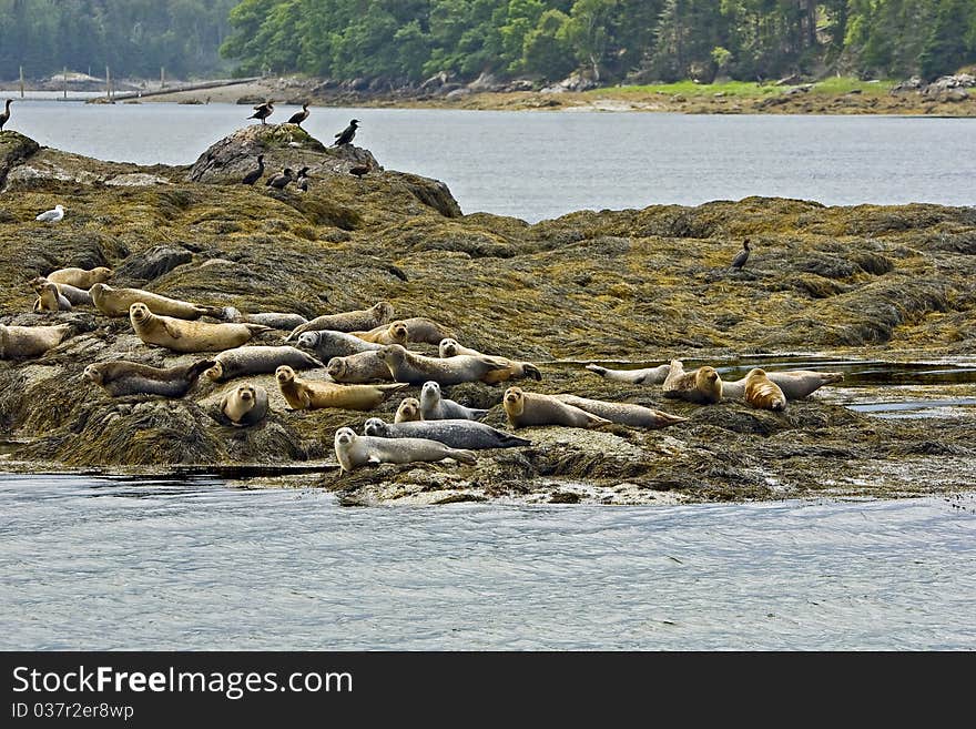 The Seals On The Beach