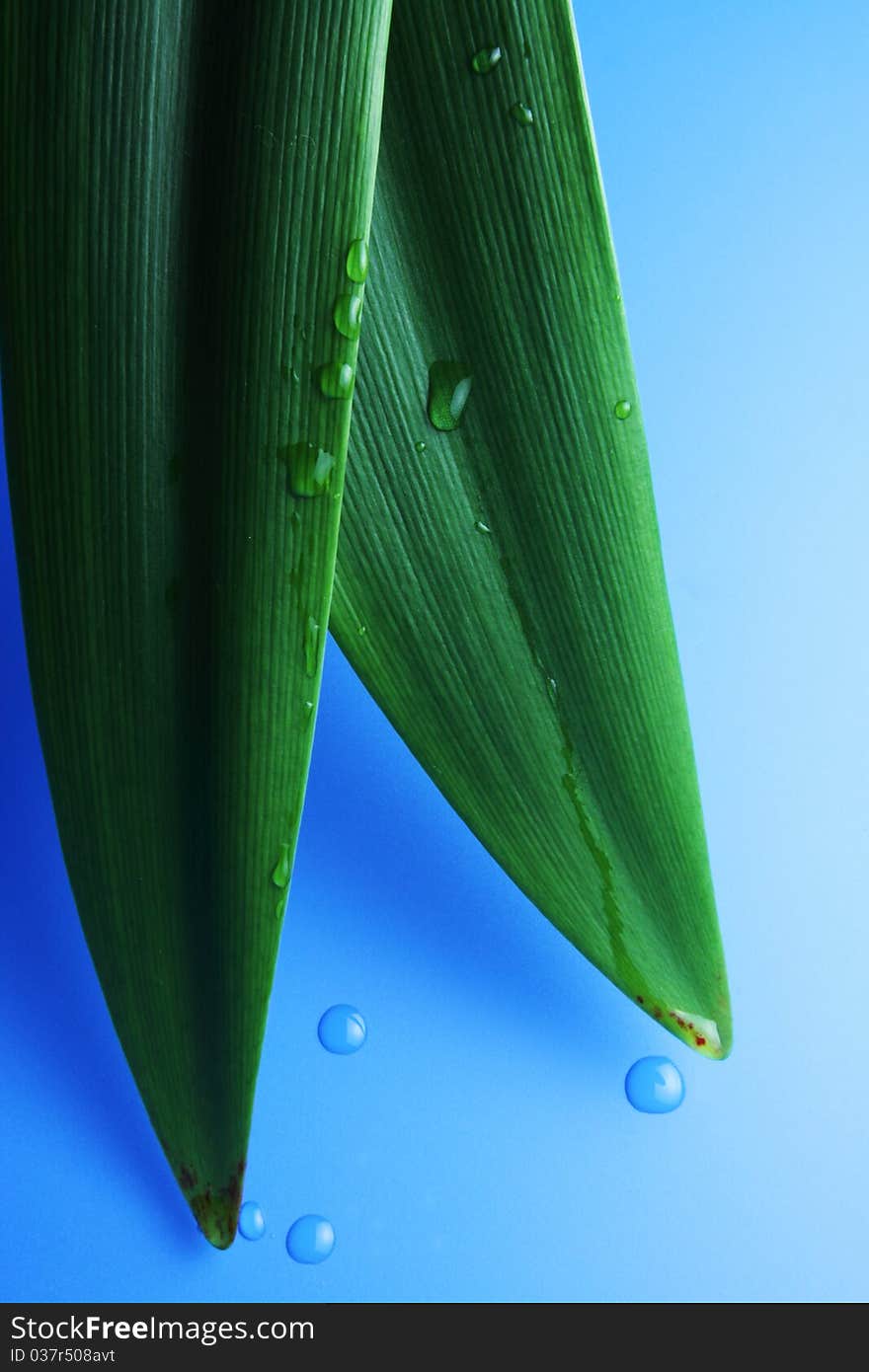 Water dripping off a leaf