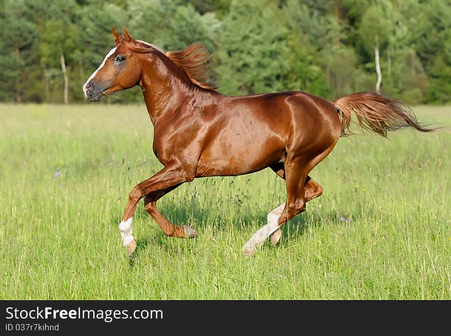 Chestnut horse runs gallop