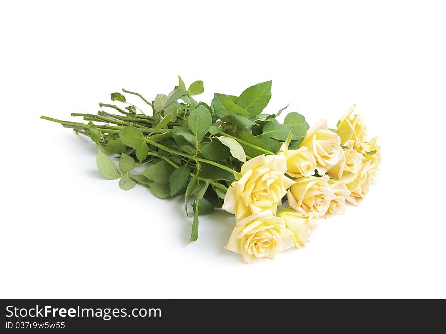 Rose isolated on a white background