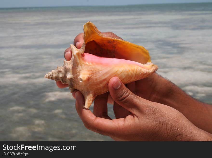 Shell Fish Sea in Saona, The Dominican Republic