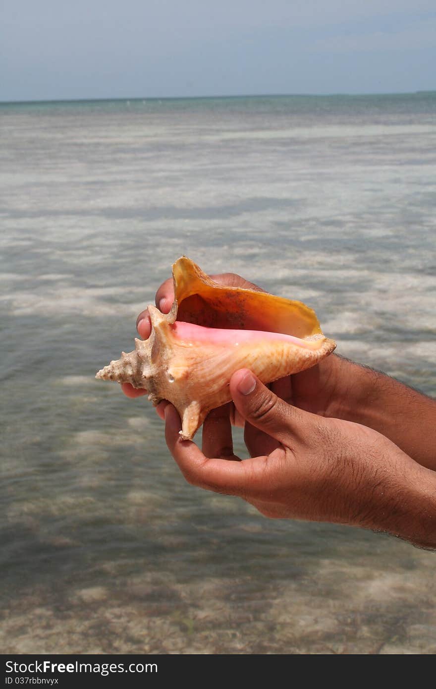 Shell Fish Sea in Saona, The Dominican Republic