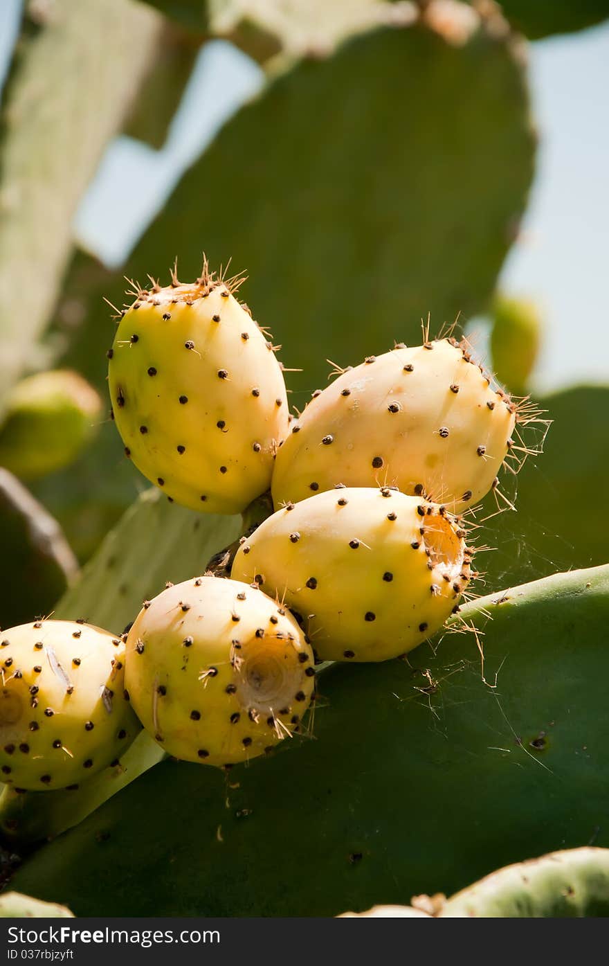 Fig prickly pear, fruit, plant