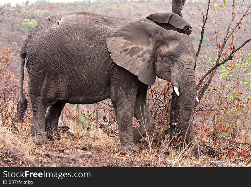 African elephant