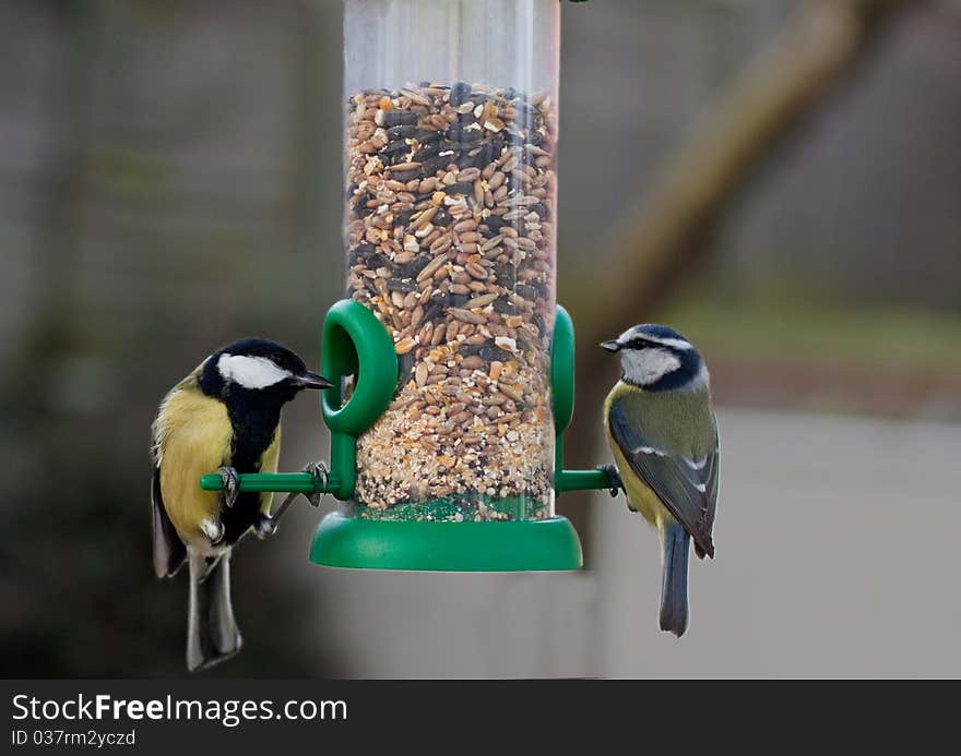 Great Tit and Blue Tit eating seeds from a hanging bird feeder. Great Tit and Blue Tit eating seeds from a hanging bird feeder