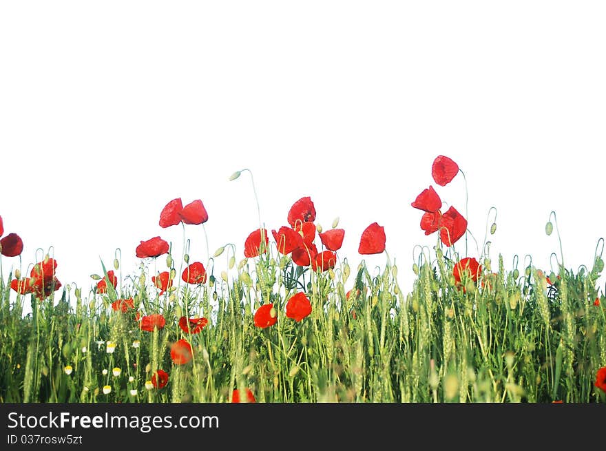 Beautiful red poppies on a wheat field. Beautiful red poppies on a wheat field