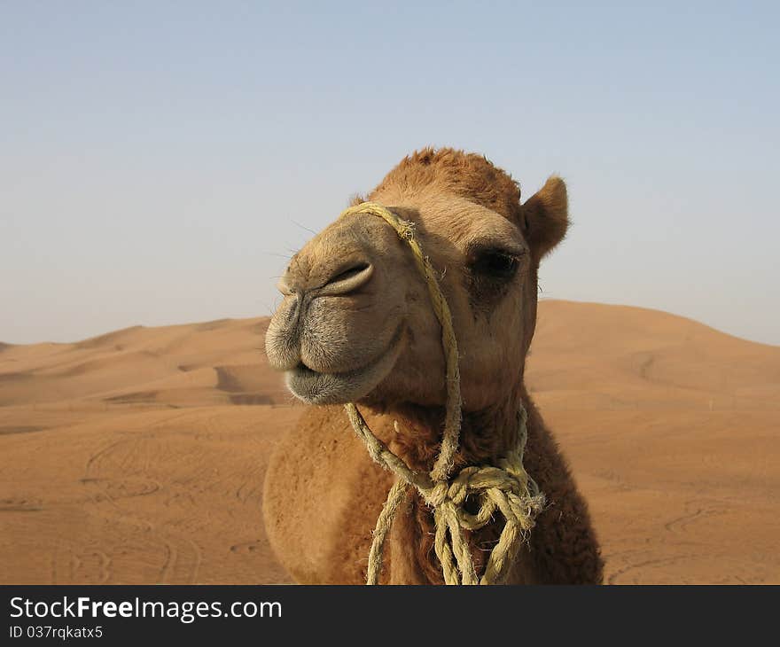 A funny camel in desert