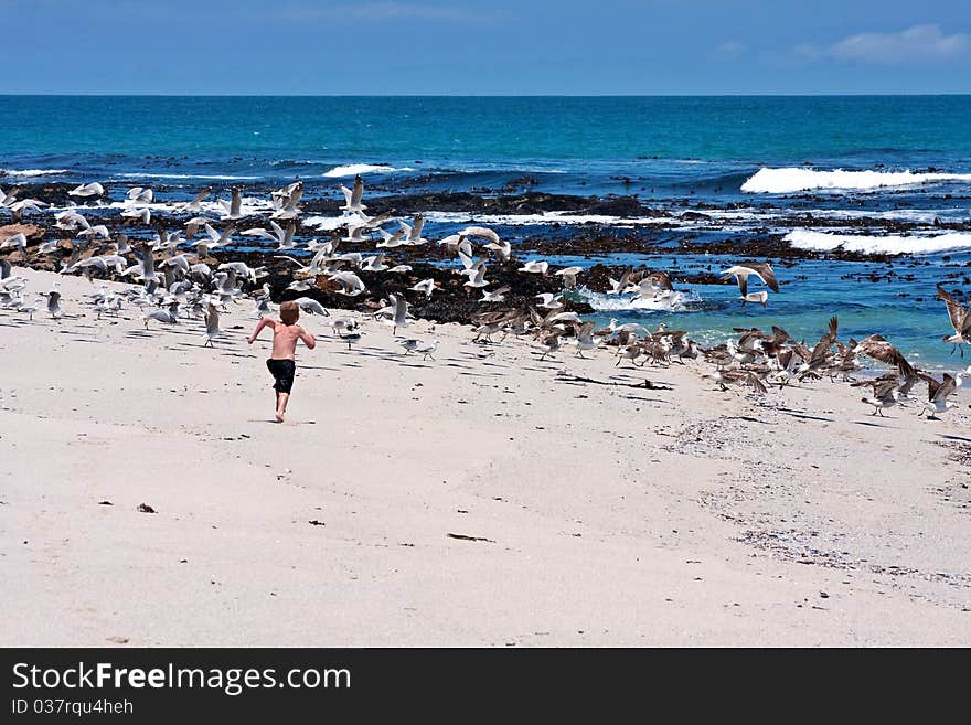 Young caucasian boy chasing a flock of seagulls on beach. Young caucasian boy chasing a flock of seagulls on beach