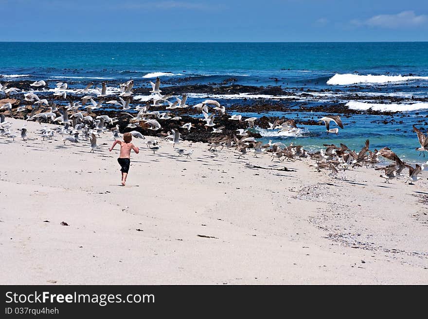 Boy chasing seagulls