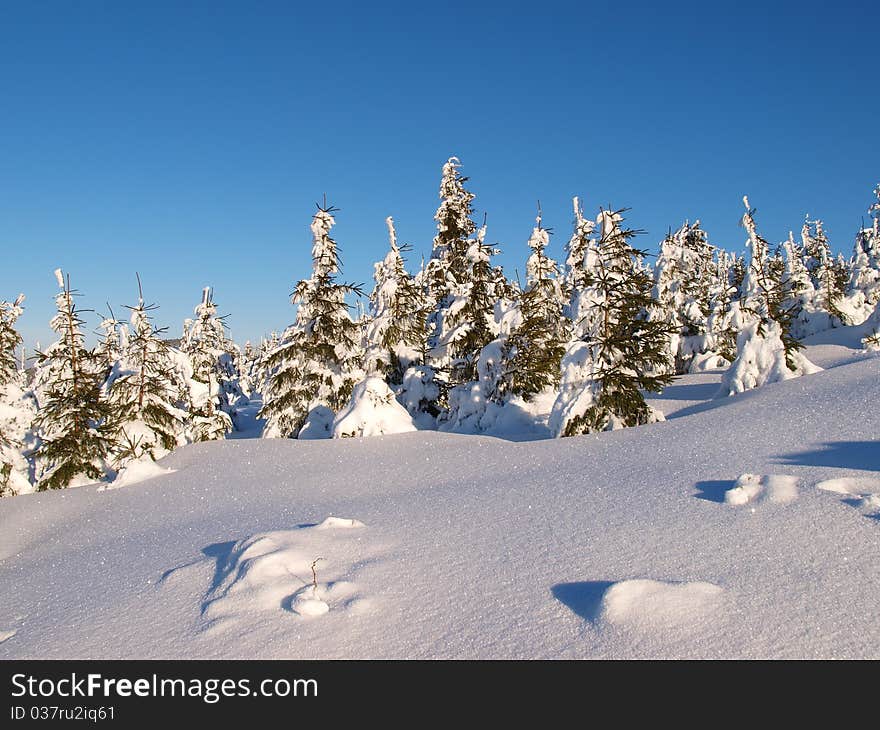 Winter Landscape