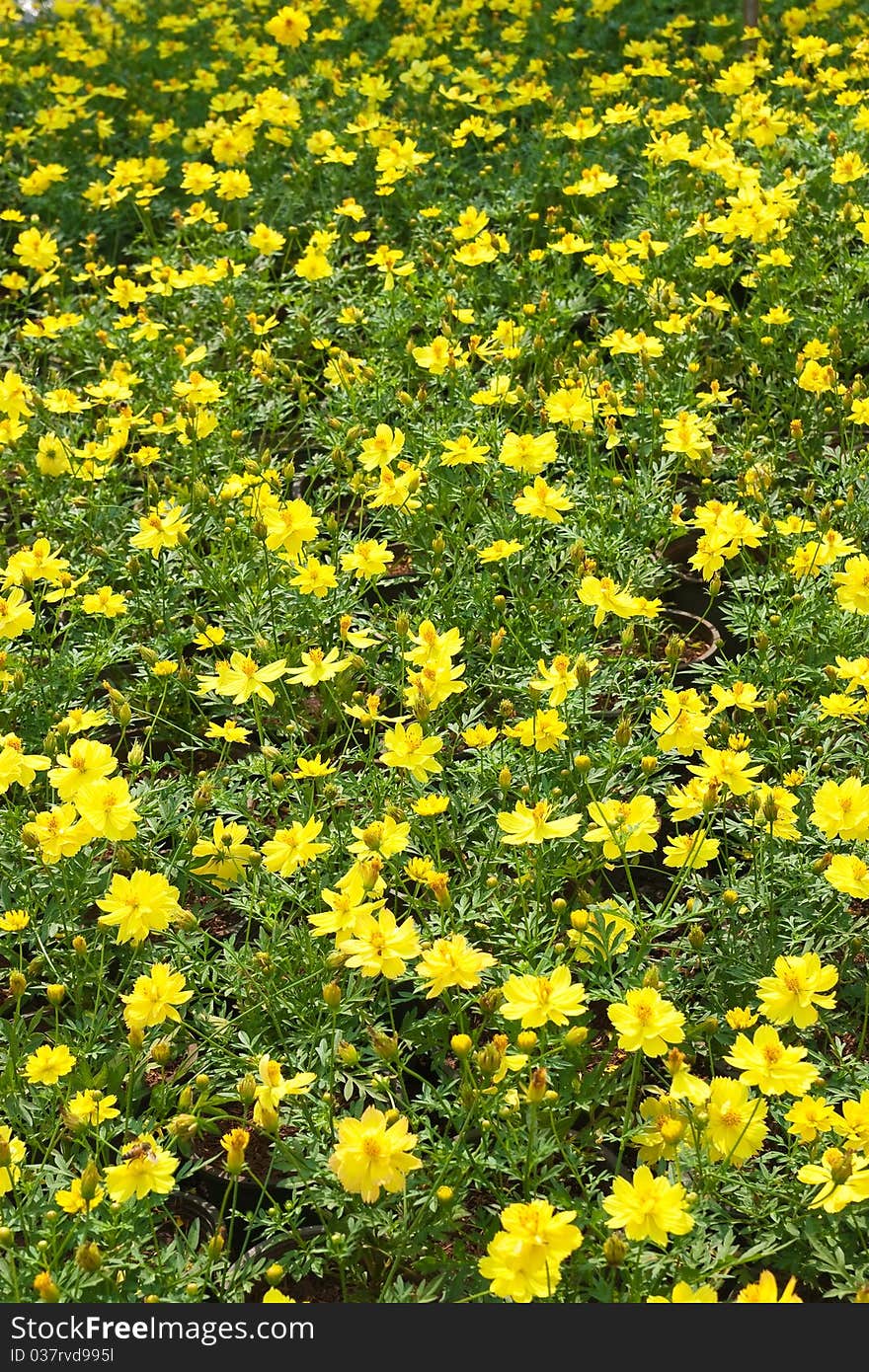 Yellow beautiful flower for background. Yellow beautiful flower for background