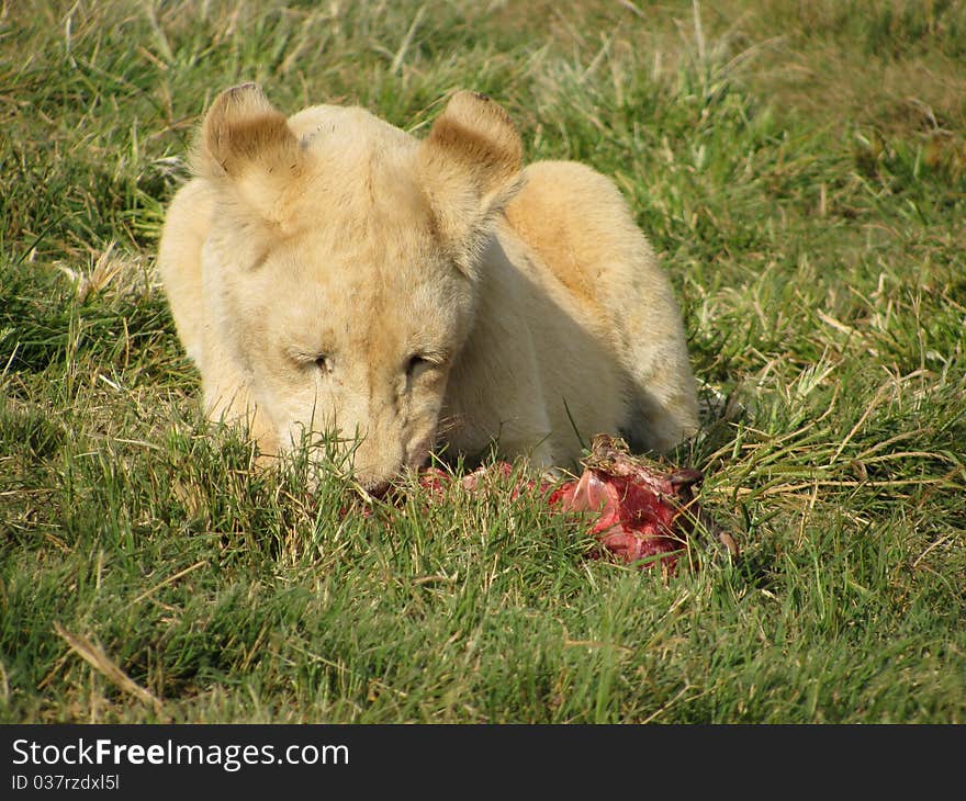 White lion cub