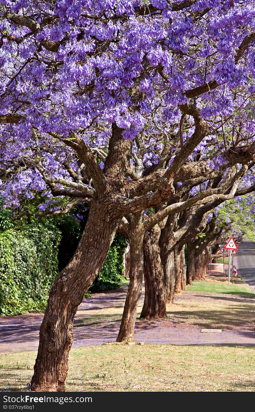 Jacaranda trees