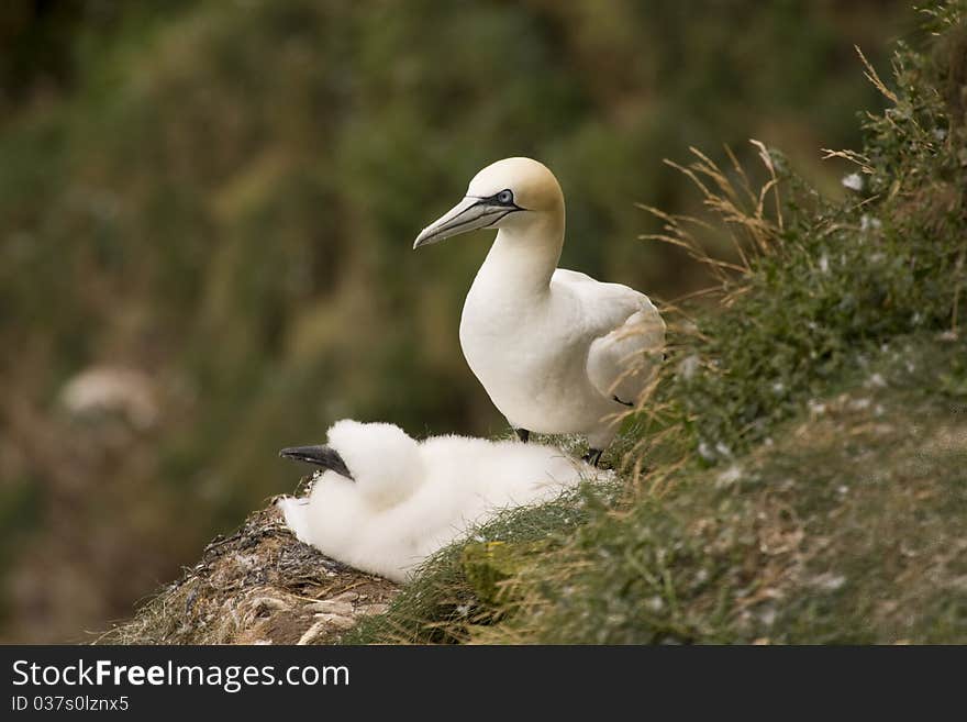 Northern Gannet at Troup Head RSPB, Scotland