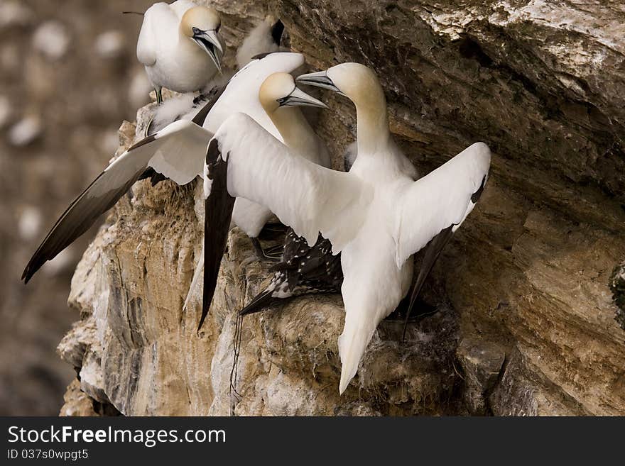 Northern Gannet at Troup Head RSPB, Scotland