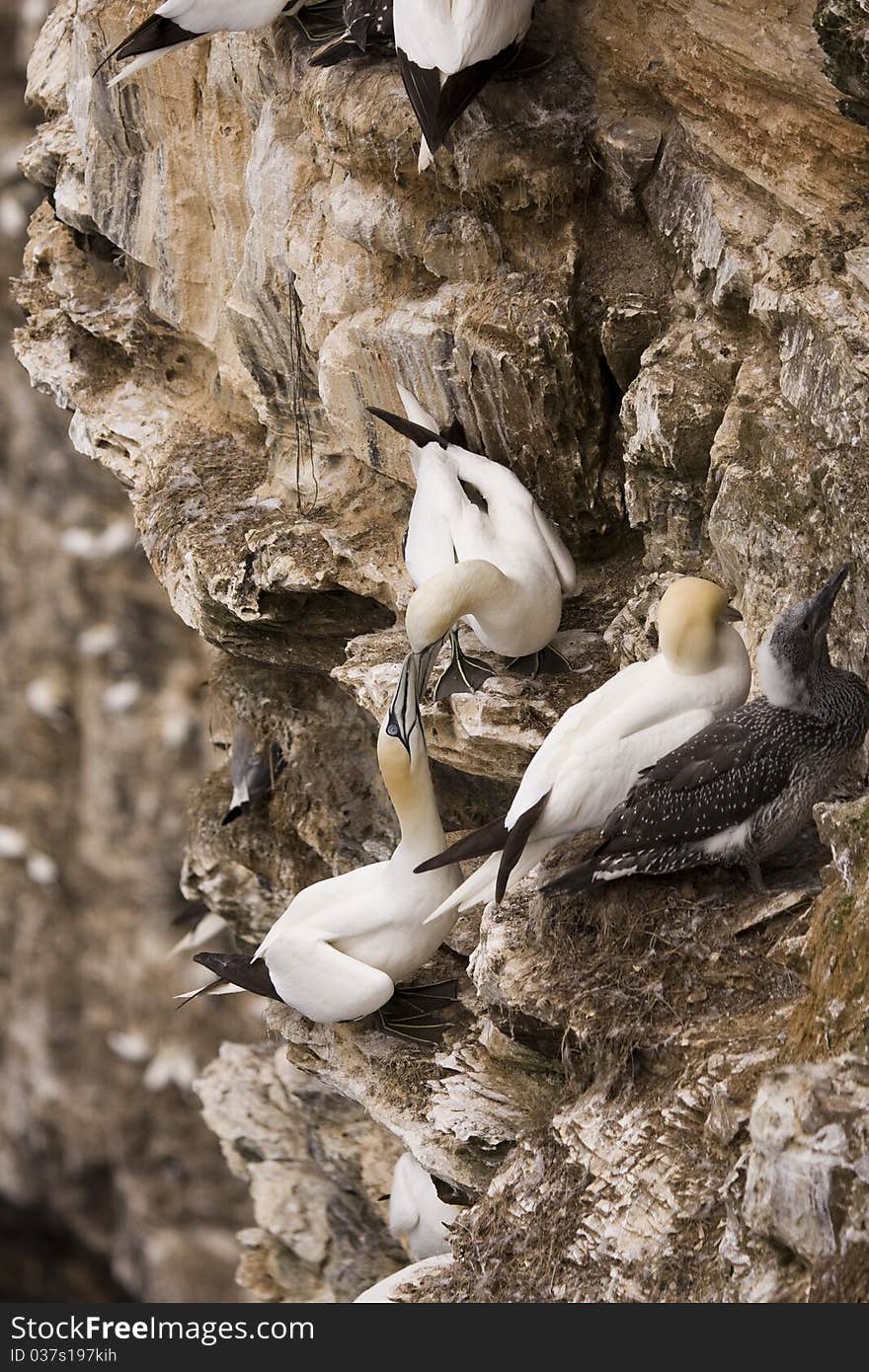 Northern Gannet at Troup Head RSPB, Scotland