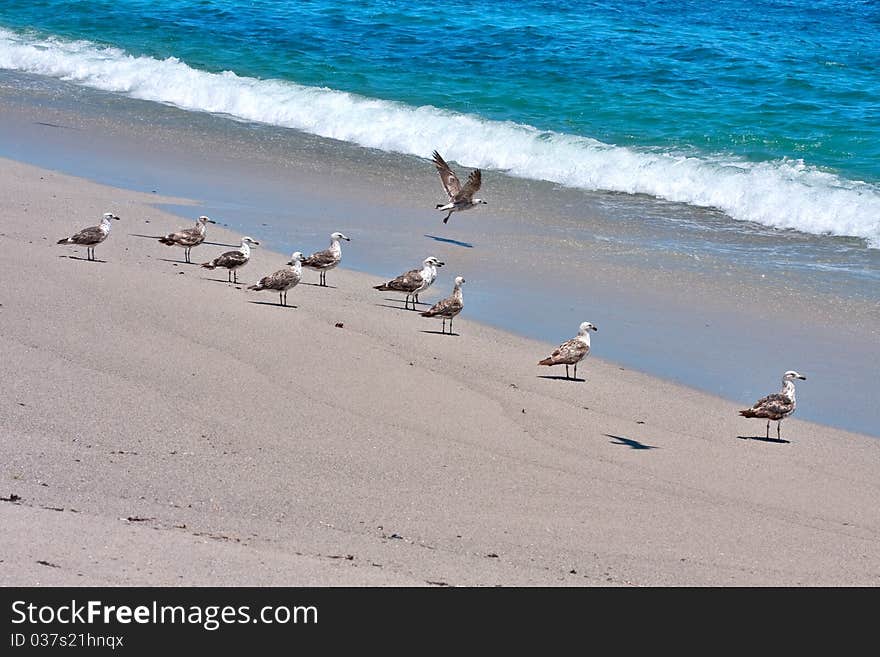 Juvenile Kelp Gulls