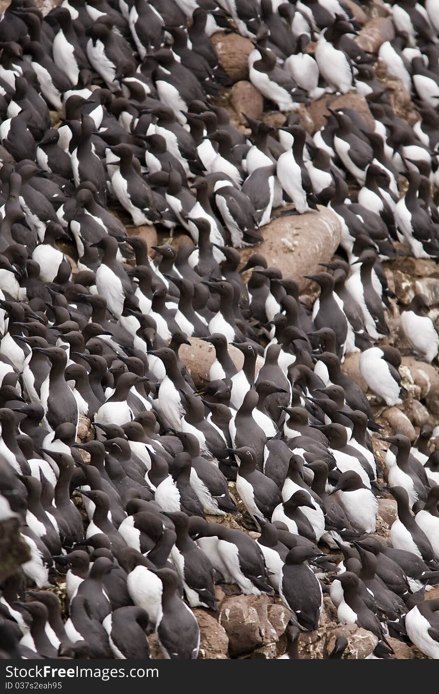 Guillemot At Fowlsheugh