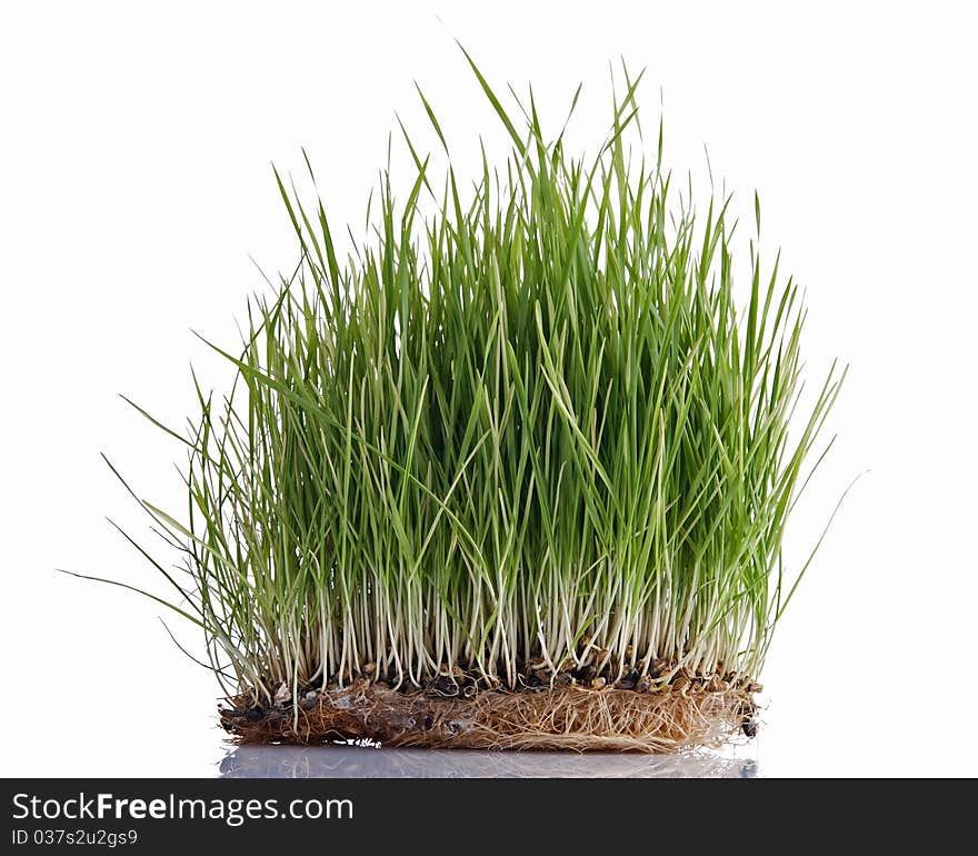 Green wheat sprouts, isolated on white background