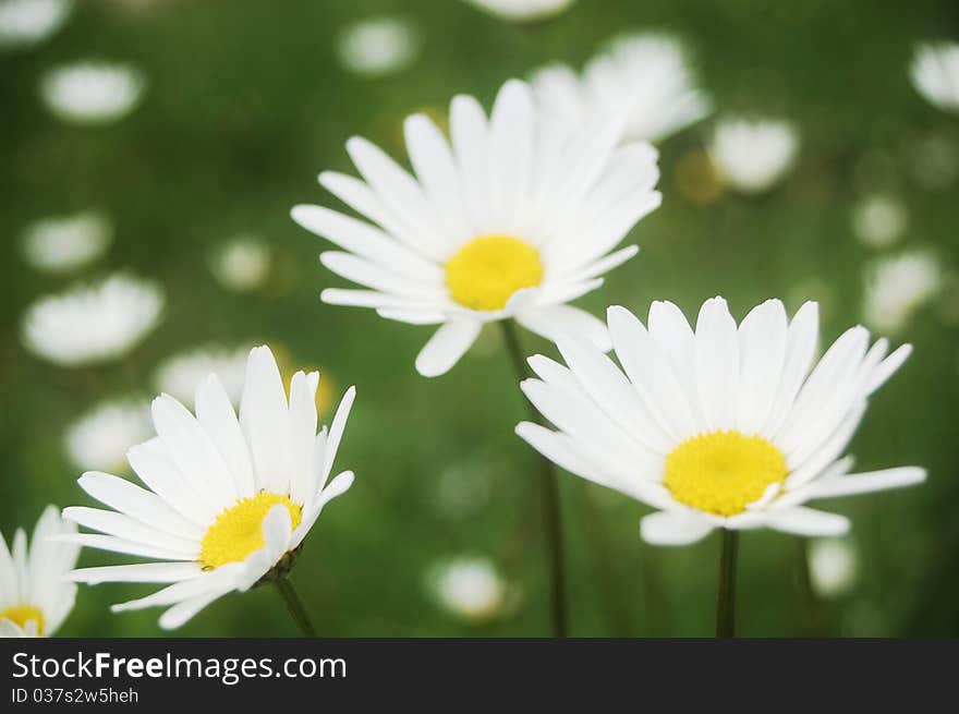 Beautiful white summer daisy meadow .