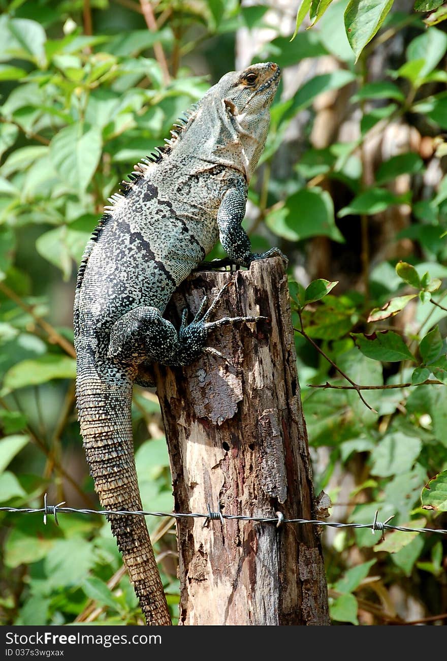 Iguana On A Pole