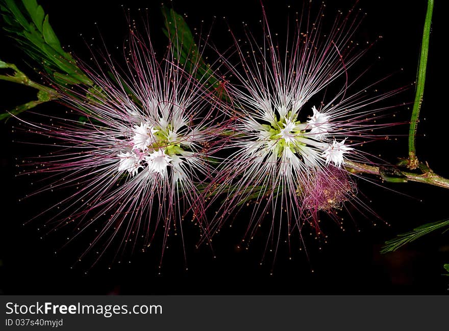 Two calliandra surinamensis flowers over black background