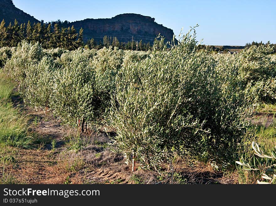 Agricultural olive trees farm in Cederberg mountains, South Africa