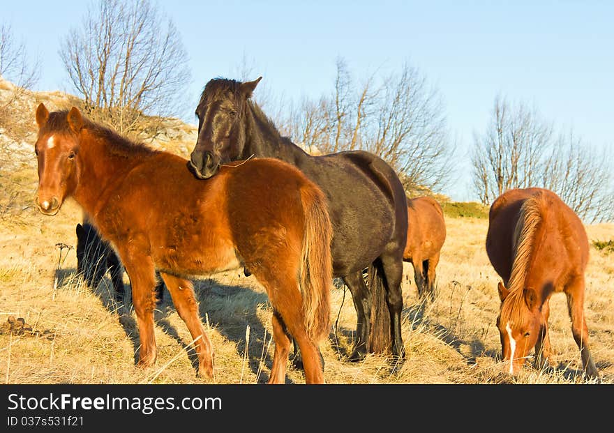 Grazing Horses In The Mountain