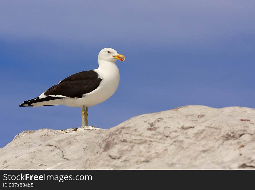 Seagull standing on rock