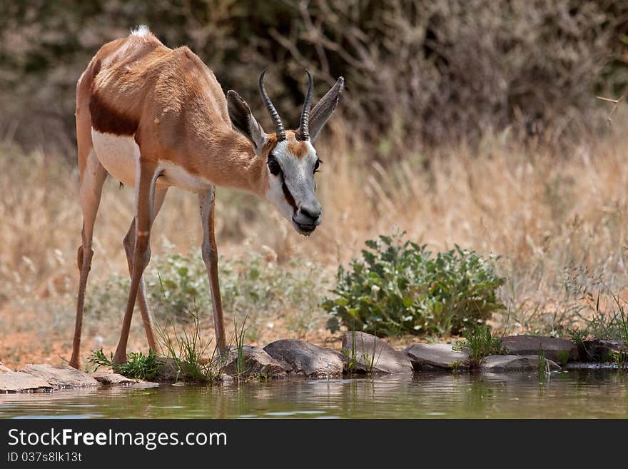 Springbok gazelle, endemic to South Africa, and this country's national antelope. Springbok gazelle, endemic to South Africa, and this country's national antelope