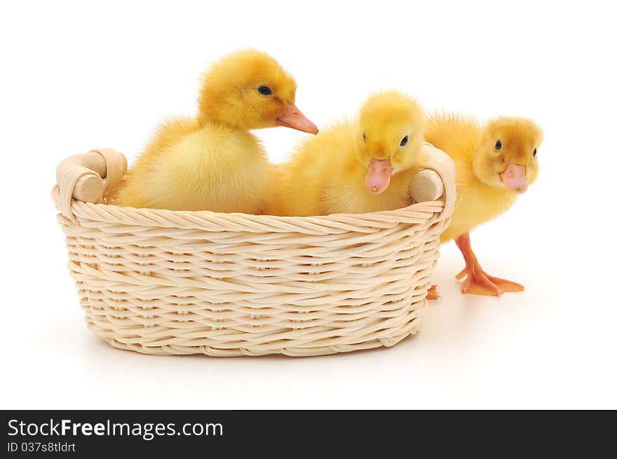 Ducklings in a basket.