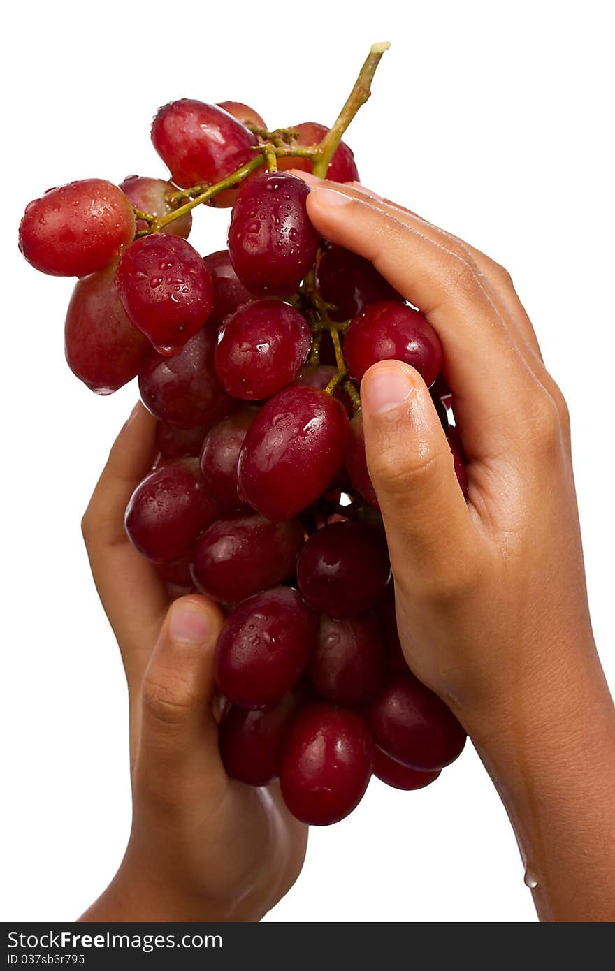 Hands picking grapes