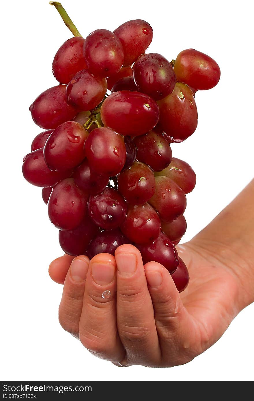 Hands holding grapes while water flows on white background