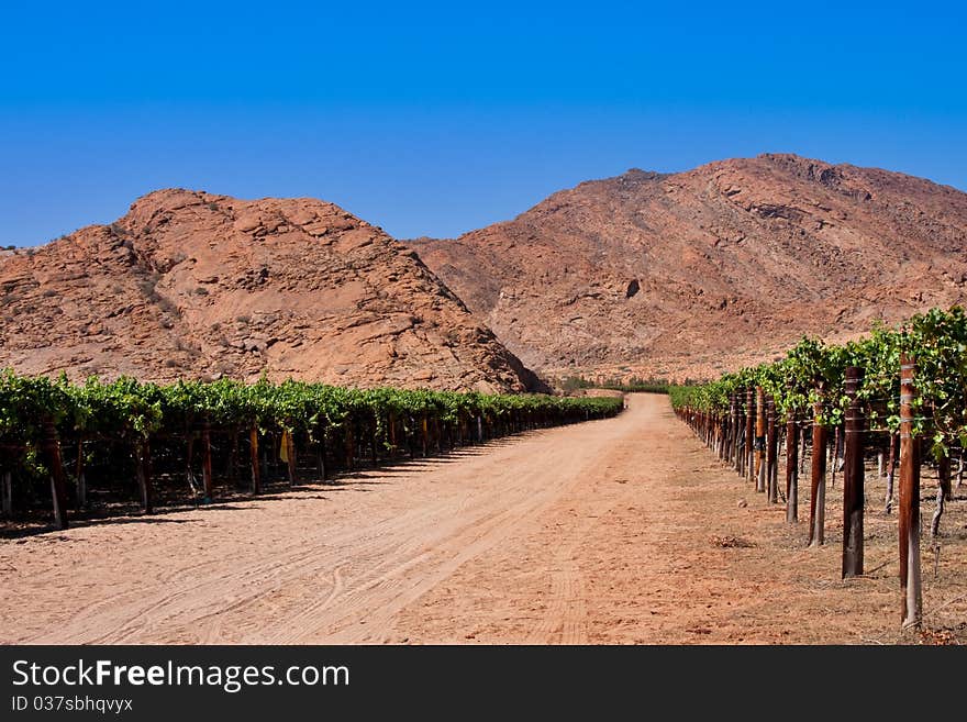 Vineyard in desert