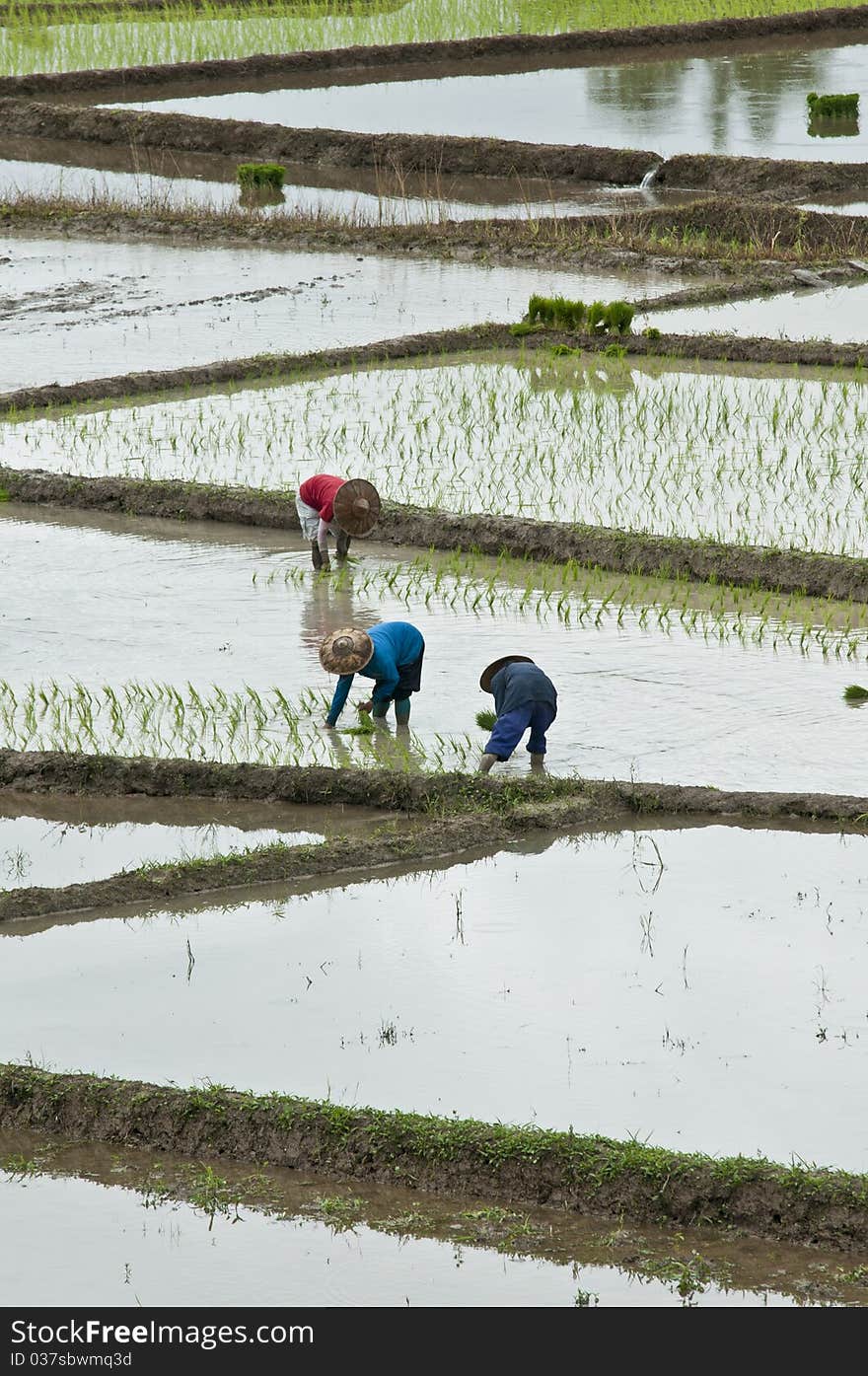 Who are growing rice on the field. Who are growing rice on the field