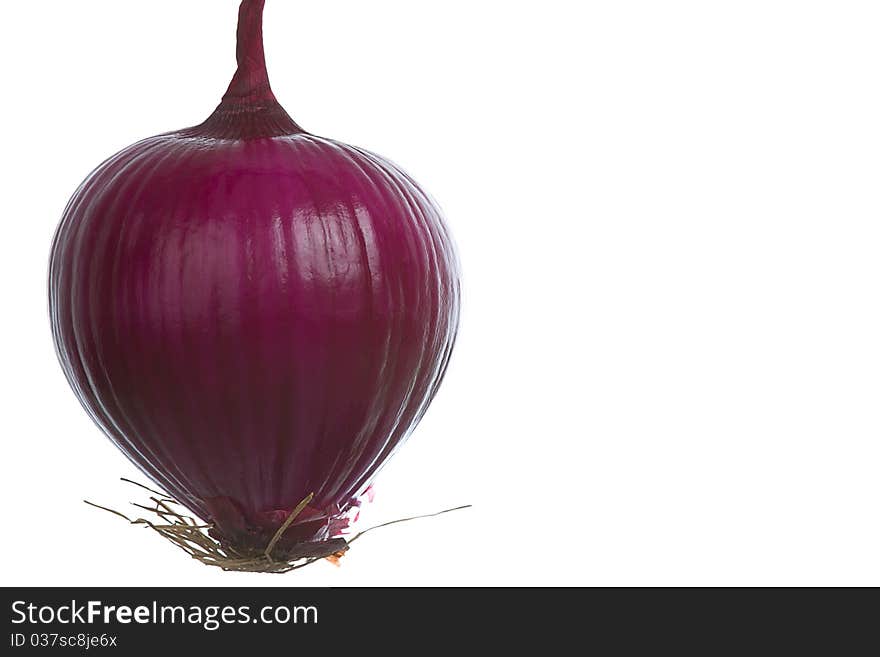 Onion on White Background Landscape