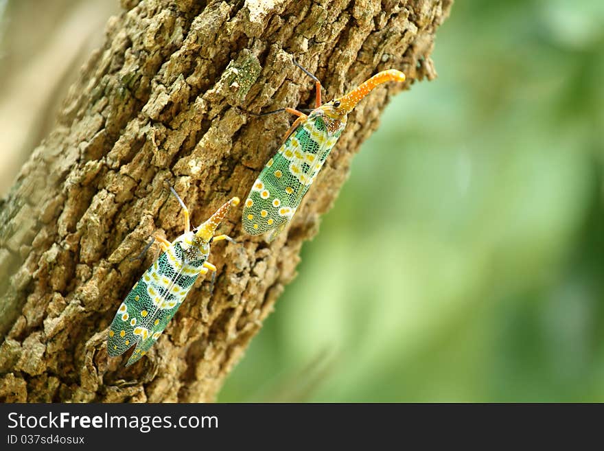 Cicada