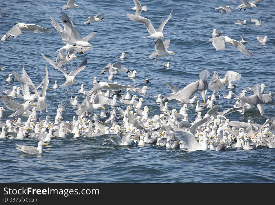 Flock of seabirds (Kittiwakes) near Valdez, Alaska USA. Flock of seabirds (Kittiwakes) near Valdez, Alaska USA