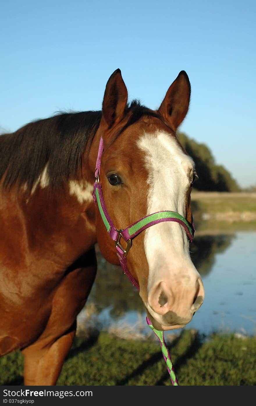 Head and neck of paint horse outdoors.